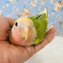 ニッコリニコニコ❤︎🐾愛嬌たっぷりの激かわコザっち参上です🌟