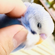 【最新画像更新☆☆】オパーリンかと思った～(*^^)v　セキセイインコ