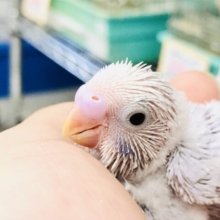あの人気カラーが久しぶりに！！　せキセイインコ