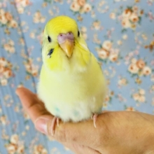 最新画像🌟最高に人懐こい❤︎手乗りセキセイインコ(コバルト)🫧