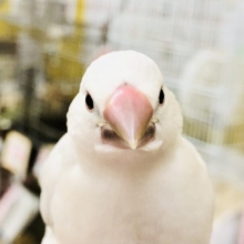 【最新画像更新☆☆】渋く輝く意外と人気のカラー！！　シルバー文鳥