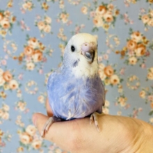 素敵なバイオレット💜*ˊᵕˋ 手乗りセキセイインコ(オパーリンスパングル)🪶✨