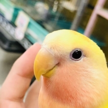【最新画像更新☆☆】明るいカラーでみんなを元気にします！！　小桜インコ