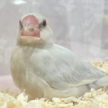 ❣️最新画像❣️凛々しいお顔！？シルバー文鳥 2023年9月生まれ