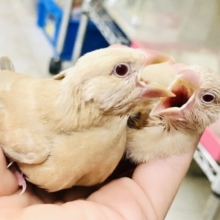 【最新画像更新☆☆】人気のカフェオレカラー♪♪　シナモン文鳥