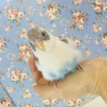最新画像🌟人懐こく最高にプリティなコ❤︎手乗りセキセイインコ(ホワイトハルクイン)🫧