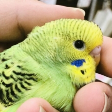 こちらもムチムチ定番カラー！！　セキセイインコ