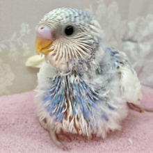 てちてち！💞セキセイインコ(パイド)2023年10月生まれ