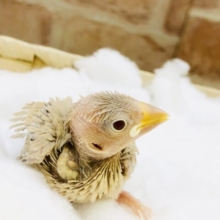 淡いカラーがやってきました♪♪　シナモン文鳥