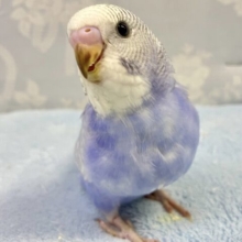 ❣️最新画像❣️淡い紫色にキュン💜⋆͛ セキセイインコ (バイオレットスパングル)2023年10月生まれ
