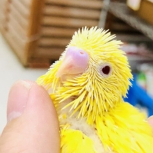 季節はいつの間にか過ぎましたが・・・いがぐりみたいな子が入舎です　セキセイインコ