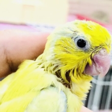 【最新画像更新☆☆】グラデーションカラーがめちゃカワ！マメちゃん(*´▽｀*)