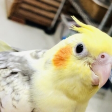 【最新画像更新☆☆】少し大きめ！！だけどまだまだ食べ盛り！！　オカメインコ