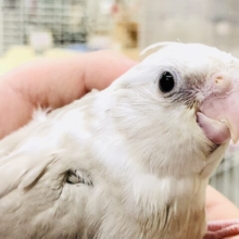 オカメの象徴のチークが無い淡いカラー♪　オカメインコ