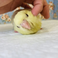 最新画像🌟ぴーぽぽぽ♩❤︎とろけるかわいさ❤︎手乗りサザナミインコ(クリームイノ)🪶✨