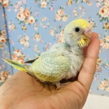 天使が舞い降りた❤︎手乗りセキセイインコ(コバルト)🫧