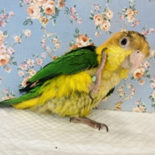 最新画像🌟手の中で包まれて眠るよ🫧甘えんぼ❤︎手乗りシロハラインコさん､女のコ🌟♀