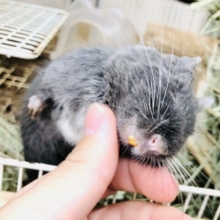 【最新画像更新☆☆　あ～そんなにカキカキされたら～】カラーの通り深い色合い　デグー　ディープブルー　