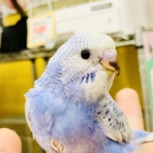 少しムッチリさんがやってきました♪♪　セキセイインコ