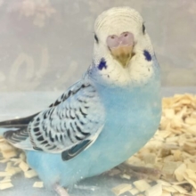 ❣️最新画像❣️空色にきゅん💕 セキセイインコ (ブルーオパーリン)2023年10月生まれ