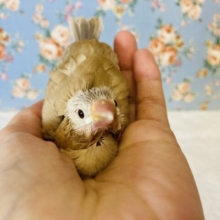 大人気❤︎シナモン文ちゃん❤︎いっぱい食べるよ♩❤︎