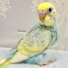 クリクリおめめちゃん💞 セキセイインコ(パステルレインボー)2023年10月生まれ