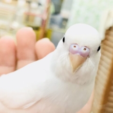 【最新画像更新☆☆】純白のボディにぱっちりアイ👀　せキセイインコ