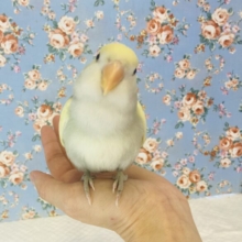 最新画像🌟素敵パイド❤︎最高級のルックス🫧手乗りコザクラインコ(モーブパイド)🪶✨