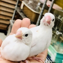 【最新画像更新☆☆】２羽で仲良く元気よく～！！　白文鳥