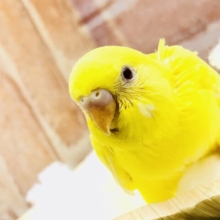人気の黄色いヒヨコさん♪　せキセイインコ