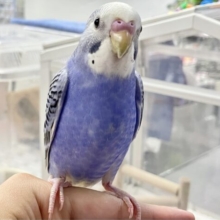 人馴れしてるよ🩵 セキセイインコ(オパーリンブルー)2023年9月生まれ