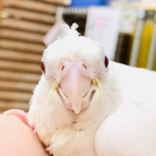 流山店に少し早い初雪です♪♪　オカメインコ