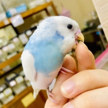 最新画像になりますよ⭐️それでは拝啓！世界を揺るがす恋です💕　セキセイインコ　パイド