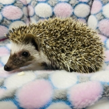 キュートなお顔にメロメロです😍ハリネズミ女の子🦔