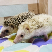 トゲトゲだけどキュートな癒し顔🩷個性豊かなハリネズミフェア🦔