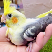 ⭐️〜新松戸店〜オカメインコフェア開催中⭐️