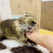 カキカキの良さが分かって来ました💕うっとり可愛いデグー男の子⭐️