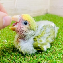 ☆☆☆念願の☆☆☆ご紹介させてください～！！キージュニアだよ！！　コザクラインコ　オリーブパイド