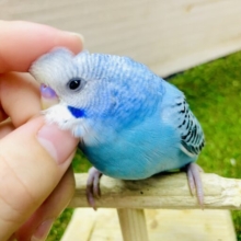 さし餌2回！最新画像になりますよ⭐️好奇心ノックノック💓💘　セキセイインコ　オパーリン　スカイブルー
