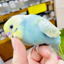 さし餌2回！最新画像になりますよ⭐️🍎🍏🍋🍒ふるふるフルーティー🍎🍏🍋🍒　セキセイインコ　パステルカラーレインボー
