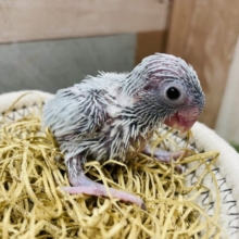小さなカラダにキュンキュンしちゃいます💕マメルリハインコのアメリカンホワイト！
