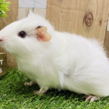 ちょこっと入った黒がポイントです❗️優しいお顔のアビシニアンモルモット🧡