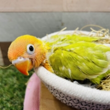 暖色系の色鮮やかで綺麗なコ✨ヤマブキボタンインコ！！