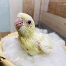 ふわふわ雰囲気のかわいいコ💕サザナミインコのクリームルチノー！