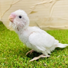 宝石のように光り輝く白ちゃんだよ！！　セキセイインコ　ダブルファクター