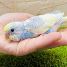 上品さ溢れるセキセイちゃんだよ〜💫　セキセイインコ　パステルレインボーパイド