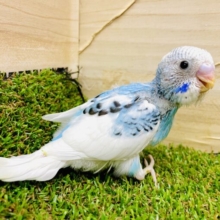 尾羽の模様とブルーのほっぺが印象的なの〜🟦　セキセイインコ　パイド