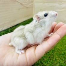 プリンちゃんみたいなマンダリンくんだよ～！！！！　マンダリンハムスター　男の子
