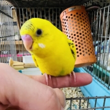 しまたろうだよ♡慣れ慣れハルクインセキセイ♪