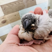 渋カッコいい？シルバー文鳥のヒナ〜